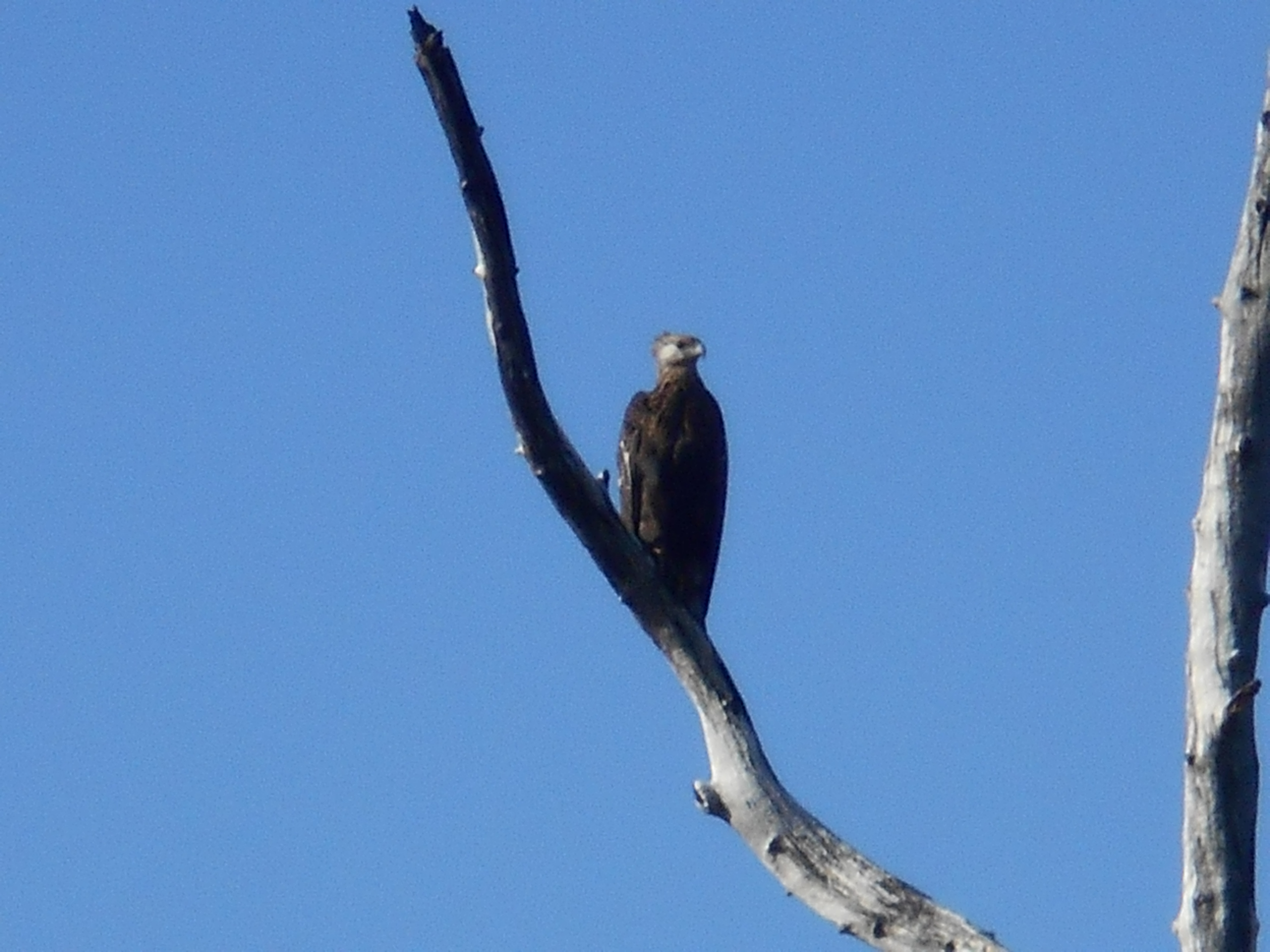 Haliaeetus vociferoides